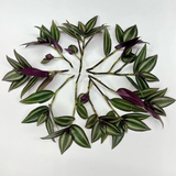 Tradescantia zebrina – 12 Unrooted Cuttings – Wandering Jew / Wandering Dude Purple Vine Starter for Indoor Pots or Hanging Planters