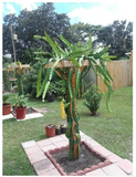 18” Dragon Fruit Cactus Plant with Pot – Hylocereus undatus Pitaya, Self-Pollinating Live Cactus for Indoor or Outdoor Growing