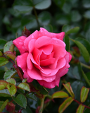 Flower Carpet Pink Rose Cuttings for Planting – 3 Unrooted Stems for Rooting or Grafting
