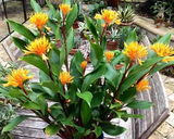 Golden Brush Dwarf Ginger Plant – Burbidgea schizocheila Small Rooted Starter, Tropical Orange-Flower Ginger for Indoor or Outdoor Garden