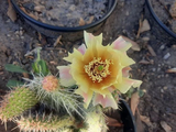 Opuntia Polyacantha Cactus for Planting – Cold Hardy Plains Prickly Pear, Unrooted Pad Cutting