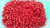 Red Lake Currant Live Cuttings – 10 Fresh Ribes rubrum Sticks for Rooting, Red Currant Shrub Propagation