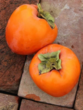 Hachiya Persimmon Tree Cuttings – 4 Unrooted Diospyros kaki Cuttings 6–8 Inches for Rooting or Grafting