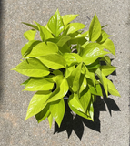 Pothos Cuttings Combo – 6 Indoor Plant Cuttings, Epipremnum Aureum Marble Queen Neon Lemon and Jade Green
