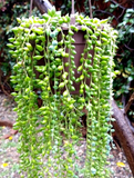 String of Pearls Cuttings – Lot of 30 Mature Healthy Curio rowleyanus Stems for Hanging Succulent Propagation