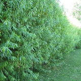 Hybrid Willow Rooted Cuttings for Planting – 5 Live Starter Trees, Perennial Willow for Outdoor Growing