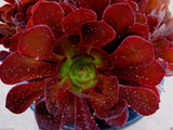 Aeonium KOKINO Hybrid – 2 Fresh Succulent Cuttings – Rare Live Aeonium Variety for Planting & Propagation
