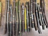 1 Ronde de Bordeaux Fig Cuttings – Ficus carica, Unrooted Hardwood Fig Cuttings for Propagation