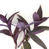 Purple Heart Tradescantia Cuttings – Purple Queen Plant – 3 Unrooted Stems for Indoor or Outdoor Growing