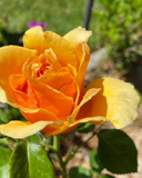 Yellow Apricot Rose Unrooted Cuttings – 5 Rosa Cuttings for Rooting or Grafting Garden Roses