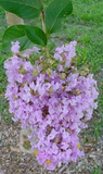 Purple Crepe Myrtle Cuttings 8pcs | Fresh 8”+ Live Cuttings | Lilac-Purple Blooms | Easy Rooting Flowering Shrub Starter