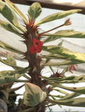 Euphorbia Crown of Thorns – Variegated Rooted Plant in 4" Pot, Easy Care Succulent with Colorful Leaves & Sturdy Stems