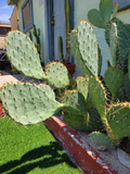 Engelmann’s Prickly Pear Cactus Cutting – Live Opuntia Engelmannii Pad, Desert Cactus for Planting