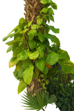 Golden Pothos Rooted Node Cuttings – 3 Single Leaf Epipremnum Aureum Starts, Variegated Indoor Climbing Plant