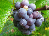 Concord Grape Cuttings – 12 Unrooted Thin Cuttings, Vitis labrusca, Seeded Grape Variety for Planting