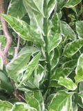 Devil’s Backbone Variegated Euphorbia Cuttings Set of 6 with 1 Rooted Plant - Euphorbia tithymaloides Houseplant