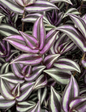 Organic Tradescantia Zebrina Cuttings – 5 Purple Green Wandering Jew Trailing Houseplant Cuttings