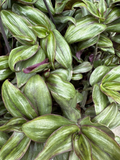 Tradescantia Zebrina ‘Red Gem’ Cuttings – 5 Unrooted ssp. discolor Cuttings, Purple Red Trailing Houseplant