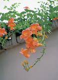 Orange Cape Honeysuckle Cutting – 8 Inch Fresh Cutting, Tecoma capensis Climbing Shrub, Perennial Ornamental Plant
