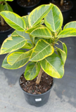Yellow Gem Rubber Tree Starter Plant – Rooted Ficus Elastica Yellow Gem Live Houseplant for Indoor Growing