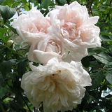 Madame Alfred Carriere Climbing Rose Cuttings – 8 Live Unrooted Rose Cuttings for Rooting or Grafting, Garden Vine