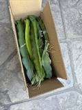 White Flesh Dragon Fruit Cuttings – 10 Live Pitaya Cuttings, 8–14 Inch Unrooted Cactus for Planting