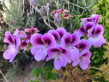 Lavender Purple Regal Geranium Pelargonium 6 Inch Live Cutting, Fancy Flowering Plant for Rooting and Containers