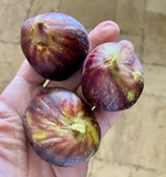 Black Mission Fig Cuttings Dormant, Ficus carica Unrooted Scions 6 Inch or Longer for Propagation Set of 15