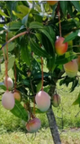 Valencia Mango Scions for Grafting, Mango Tree Scionwood Cuttings for Propagation Set of 5