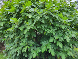 Celeste Fig Tree Cuttings - Set of 6 Unrooted Ficus carica ‘Celeste’ for Container or Garden Propagation