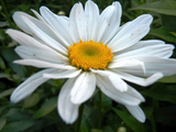 Shasta Daisy Becky Bare Root Live Plant, White Perennial Flower for Mass Planting and Garden Borders