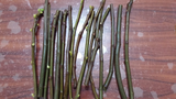 Conadria Fig Tree Cuttings – 2 Unrooted Ficus carica Scions with Willow Water Rooting Soak