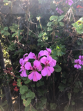 Purple Ivy Geranium Live Plant Cutting 6 Inch Pelargonium Peltatum Trailing Variety