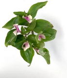 Wandering Jew Cuttings Tradescantia Andersoniana Blushing Maiden 3 Unrooted Cuttings