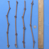 Globe Seedless Grape Vine Cuttings – 10 Thin Vitis vinifera Cuttings for Propagation
