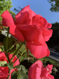 Dark Pink Fragrant Rose Cuttings for Planting – 5 Fresh Stems, Large Bloom Garden Rose