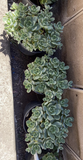 Aeonium Haworthii Pinwheel Succulent Cuttings, 10 Unrooted Rosette Cuttings