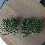 Mini Pine Tree Succulent Cuttings – Set of 4 Crassula tetragona Bonsai-Style Starter Stems for Pots & Indoor Growing