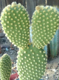 Bunny Ears Cactus Pads Set of 5 Opuntia Microdasys Unrooted Live Cactus for Propagation