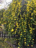 Winter Jasmine Cuttings – 10 Live 12 Inch Jasminum Nudiflorum Vine Shrub Cuttings with Yellow Flowers