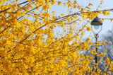 Golden Forsythia Cuttings for Planting – Hardy Ornamental Shrub Stems for Hedge or Landscape, Unrooted