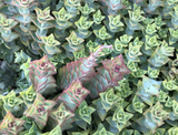 Crassula Perforata Variegata Cuttings – 15 Live String of Buttons Succulent Cuttings for Propagation