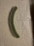Monkey Tail Cactus Cutting – 8 Inch Middle Segment Hildewintera Colademononis for Rooting