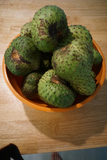 Soursop Tree Guanábana Plant – 8 to 10 Inch Live Annona Muricata Tropical Fruit Tree in Pot for Home Growing