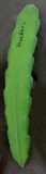Epiphyllum Hookeri Orchid Cactus Cuttings – 2 Live Rootless Cuttings 8–10 Inches, Fragrant Night Blooming Cactus