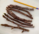 Magnolia Fig Tree Cuttings – 3 Fresh Unrooted Fig Cuttings for Propagation, Ficus carica, Hardy Zones 6–11