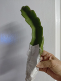Dragon Fruit Cactus Vine Cutting, Hylocereus undatus 8 Inch Live Cutting