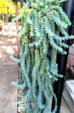 Donkey’s Tail Succulent Cuttings for Planting – 8 Unrooted Sedum morganianum Stems 3–4 Inches