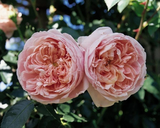 Colette Climbing Rose Cuttings – 6 Live Unrooted Rosa Cuttings for Propagation and Garden Planting