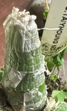 Cyc. Taiyhoung No.1 Orchid Plant – Yellow Rooted Bulb Bare Root Live Orchid, No Pot